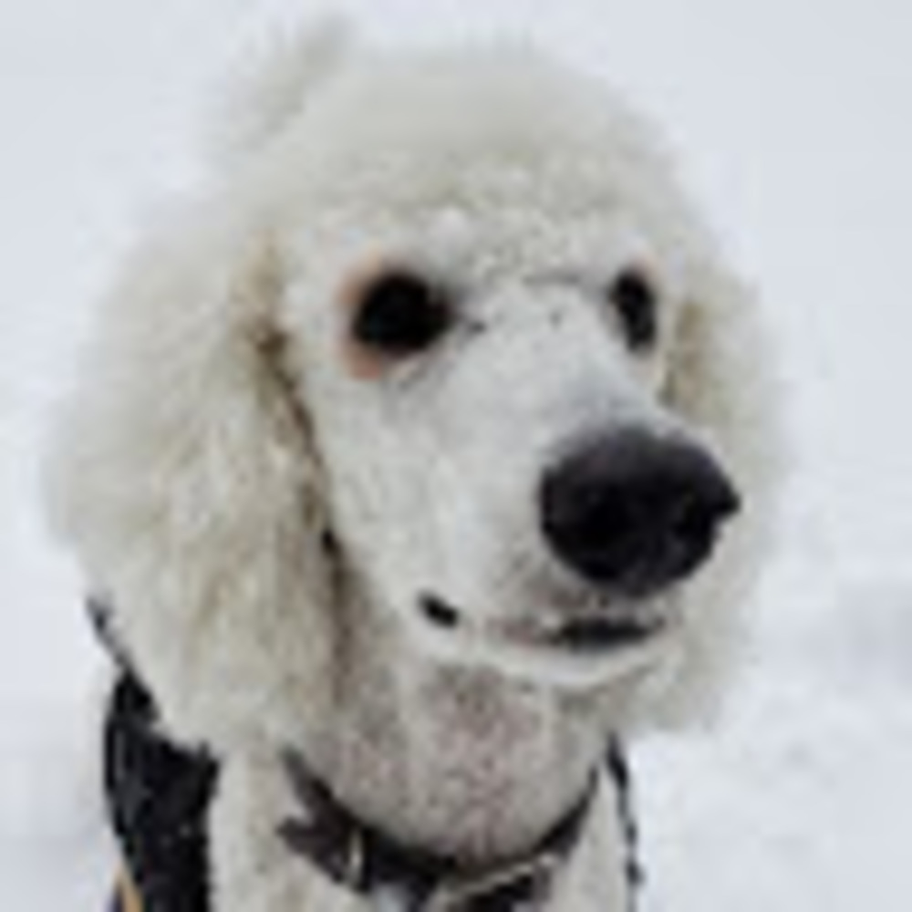 Meet your Posher, Shannara